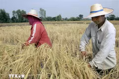 Thai farmers harvest rice on a paddy field. (Photo: AFP/VNA)