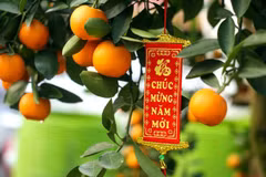 Kumquat – enduring symbol of Tet