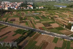 Hanoi promotes specialised farming areas