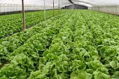  Organic farming not for mass production