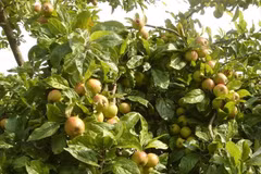 Production and consumption chain needed for assam apples