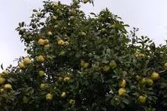 Citrus trees benefit midland people
