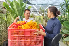 Ho Chi Minh City expands orchid planting areas