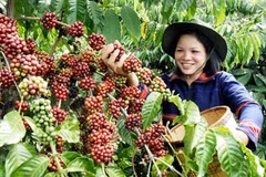 Changes brew in coffee industry
