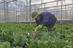 Safe, high-quality agricultural production programme launched