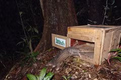 Sunda Pangolins released back into wild