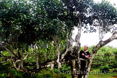 Yen Bai’s ancient Shan tea becomes national heritage