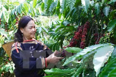 Central Highlands grows despite difficulties 
