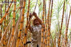 Cambodia’s giant sugar mill inaugurated 