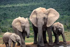 Elephant preservation week launched in Quang Nam 