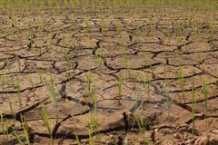 Deputy PM directs south-central region to prevent drought 