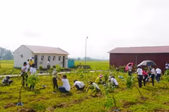 Activities staged for a greener Vietnam