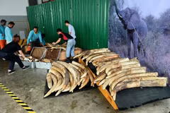Singapore destroys tusks worth 9 million USD