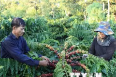 Coffee firms expand Asian markets through Singapore 