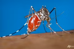 Singapore records more Zika infections 