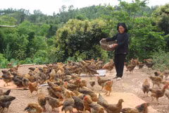 Bac Giang targets cutting household poverty rate