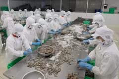Shrimp export to US expected to thrive