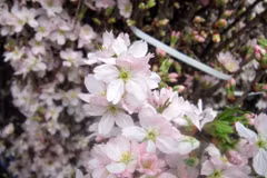 Cherry blossom festival to be held in HCM City 