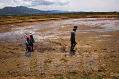 Proper irrigation helps Mekong Delta cope with water crisis 