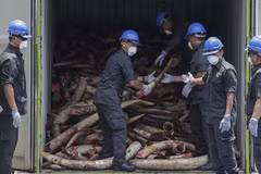 Malaysia destroys nearly 10 tonnes of ivory