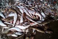 Ministry set to investigate cause of mass fish deaths in central coast