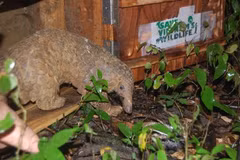 Over 40 Javan pangolins released into the wild 