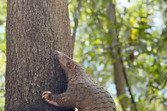 A pangolin mother and its new born are seen living in the rescue central of Vinpearl River Safari South Hội An in Quảng Nam Province. It's the second time a rescued pangolin mother successfully giving birth at captured habitat. — (Photo courtesy of Vinpearl River Safari South Hội An) 