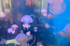 Mesmerizing hobby of keeping mini jellyfish