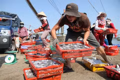 Tests show seafood samples from central provinces safe