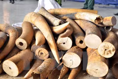 Customs uncover over 700kg of ivory transported by sea