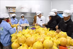Hai Duong exports grapefruit to EU (Photo: VNA)