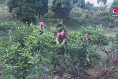 Suoi Giang Shan tuyet tea enchants enthusiasts