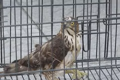 Rare wild animals handed over in Quang Binh