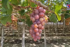 Ninh Thuan vineyard experience popular among visitors