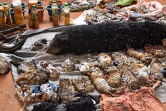 Thailand: Three monks charged for illicit wildlife trade