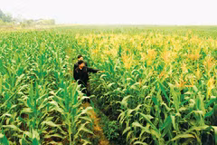 Northern region to expand winter crop area to 430,000 hectares