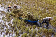 Rain, wind batter Mekong farms 