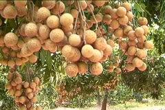 Vietnam ships Hung Yen longan to US