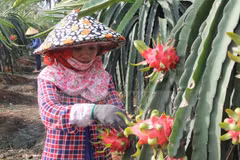 Dragon fruit needs more quality, diversity