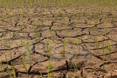 Drought may last several months: deputy environment minister 