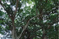 Vinh Long: Ancient trees receive historical relic status 