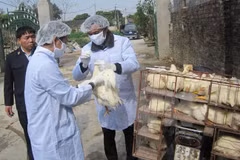 Health sector urges vigilance for bird flu outbreaks during Tet 
