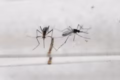 Indonesia issues travel advisory to Zika-hit countries 