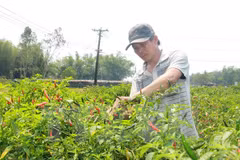 Malaysia to import chillies from Vietnam due to limited supply 