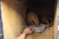 Twenty-two Sunda pangolins rescued in Ninh Binh