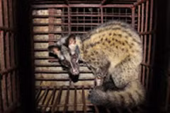 Commercial breeding of endangered wildlife forbidden