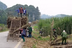 Sweet outlook for Vietnam’s sugar stocks