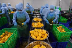 Workers process mango for export in B'LaoFood company in Can Tho city. (Photo: VNA)