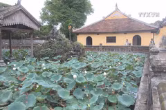 Precious white lotus species to be grown in Hue