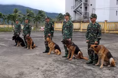 Police dogs in Da Nang city